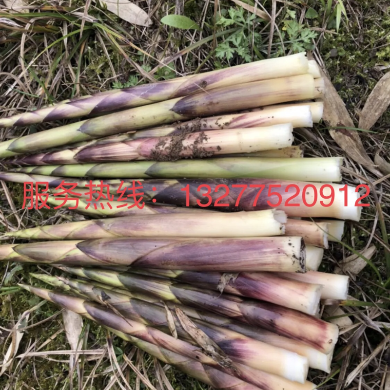 油竹笋大量出售