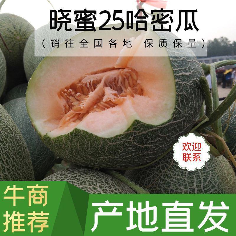 精品晓蜜25哈密瓜，产地直供，大量上市，专业代办，