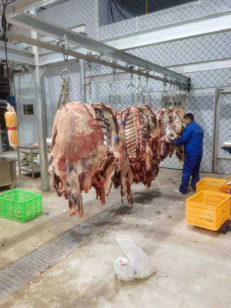宁夏清真精品黄牛肉大量供应对接商超全国发货