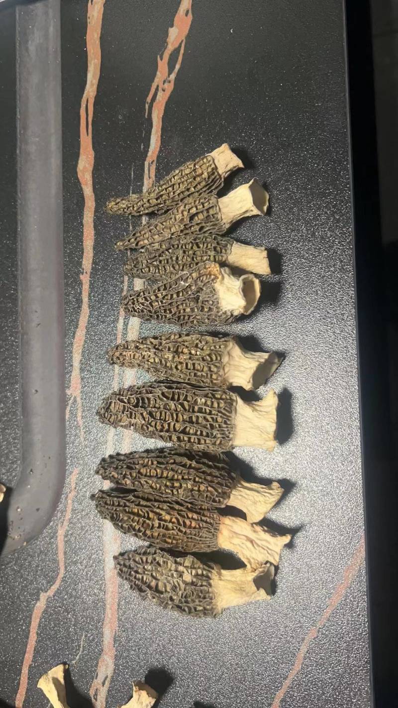 羊肚菌产地直销千余个个大棚支持供应。