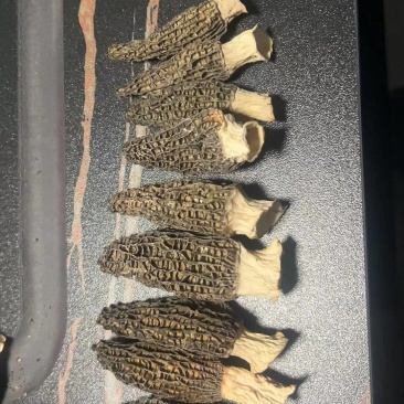 羊肚菌产地直销千余个个大棚支持供应。