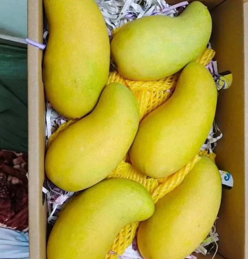 海南金煌，贵妃，芒果一件代发，产地价格优势