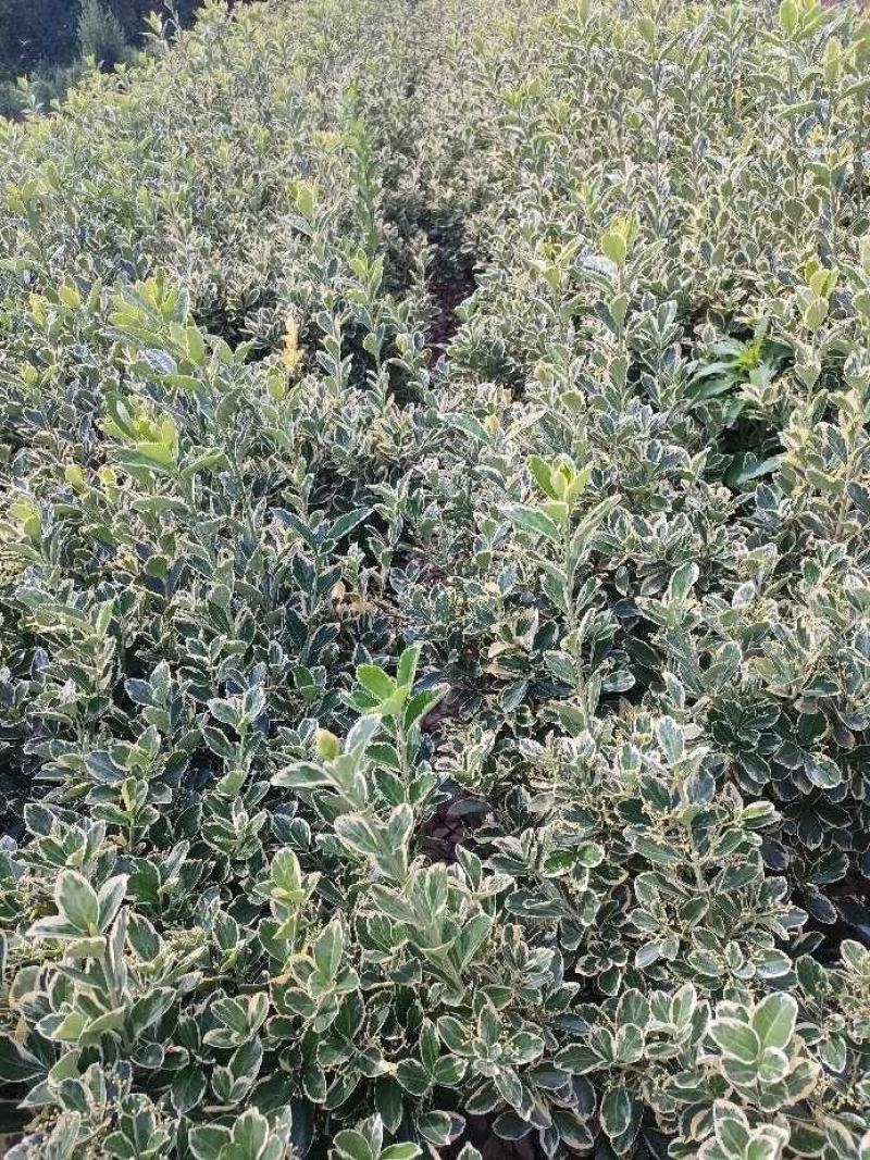 黄杨