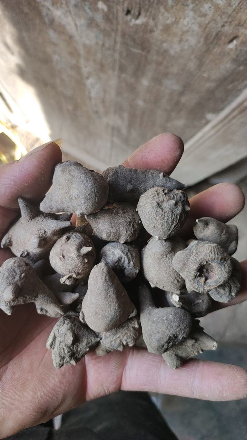 各种乌药产地直发货好要多优惠欢迎下单
