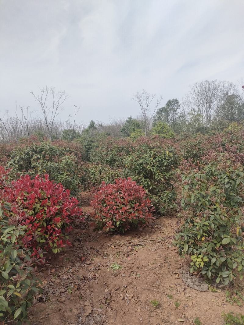 桂花树