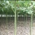 香樟树苗