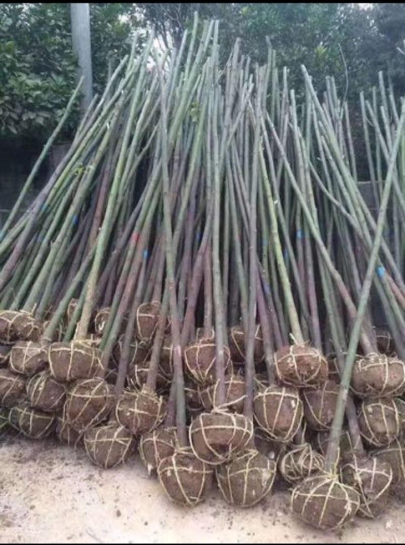 香樟树苗