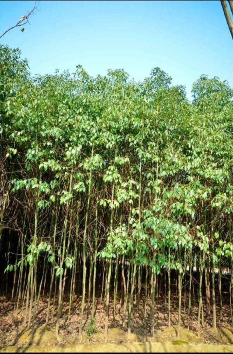 香樟树苗