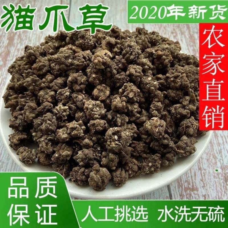 中药材猫爪草中药猫爪草新鲜正品猫抓草水洗猫爪草正