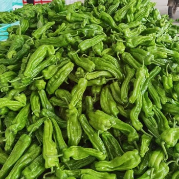 芜湖椒薄皮椒