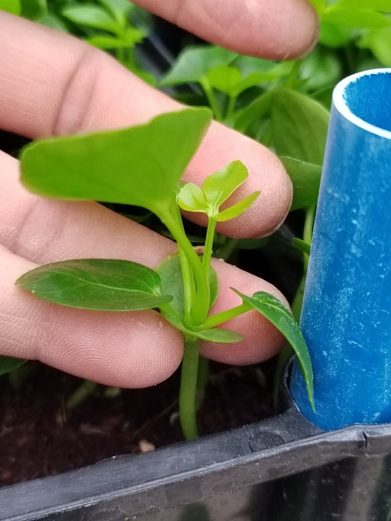 广州鸭脚木筛苗，适合种袋苗和盆栽，厂家直供欢迎来电咨询