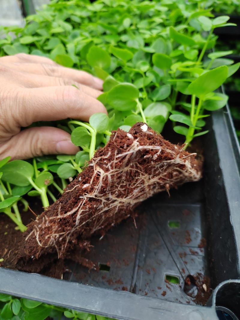 广州鸭脚木筛苗，适合种袋苗和盆栽，厂家直供欢迎来电咨询