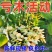 【当天现摘】洋槐花新鲜现摘2023年现摘野生煎槐花饼蒸菜