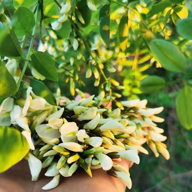 【当天现摘】洋槐花新鲜现摘2023年现摘野生煎槐花饼蒸菜