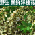 【当天现摘】洋槐花新鲜现摘2023年现摘野生煎槐花饼蒸菜