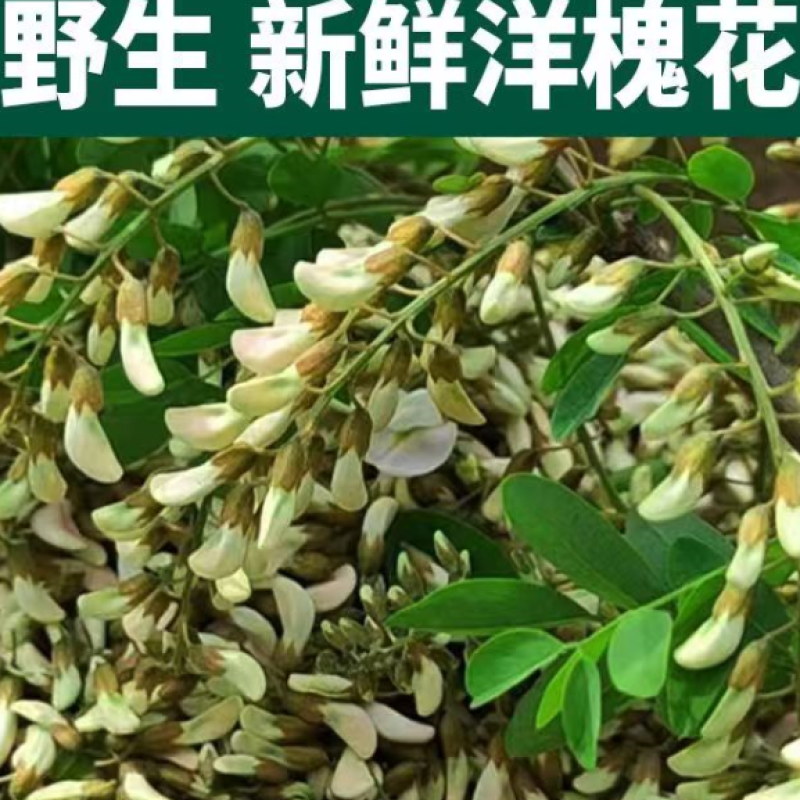 【当天现摘】洋槐花新鲜现摘2023年现摘野生煎槐花饼蒸菜