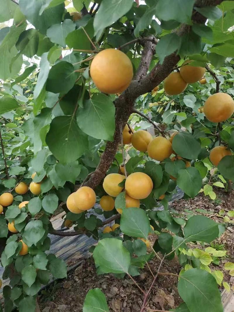 山西运城红杏脆甜可口量大从优对接全国