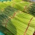 （热销）中牟新鲜红帽蒜薹、大量上市中.保证质量、全国代发