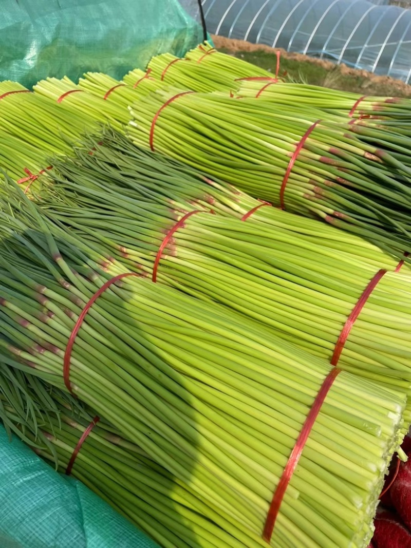 （热销）中牟新鲜红帽蒜薹、大量上市中.保证质量、全国代发