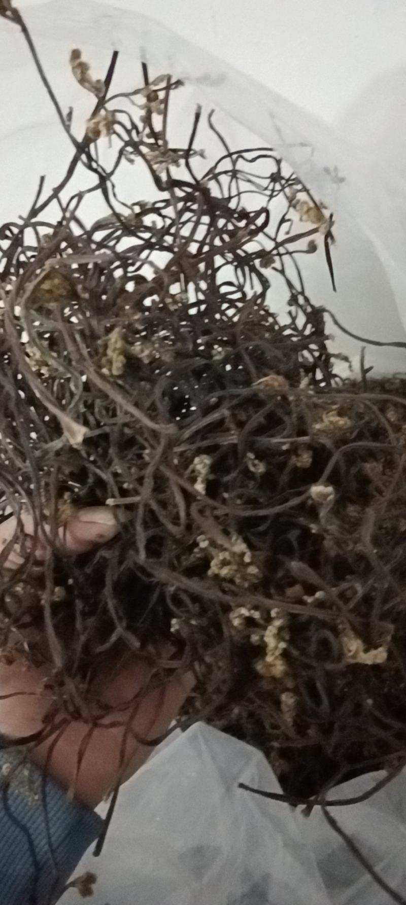 湖南自晒蕨菜干
