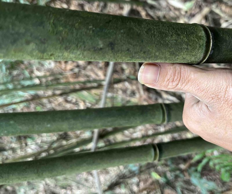 苦竹芦笙笛子专用原材料