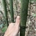 苦竹芦笙笛子专用原材料