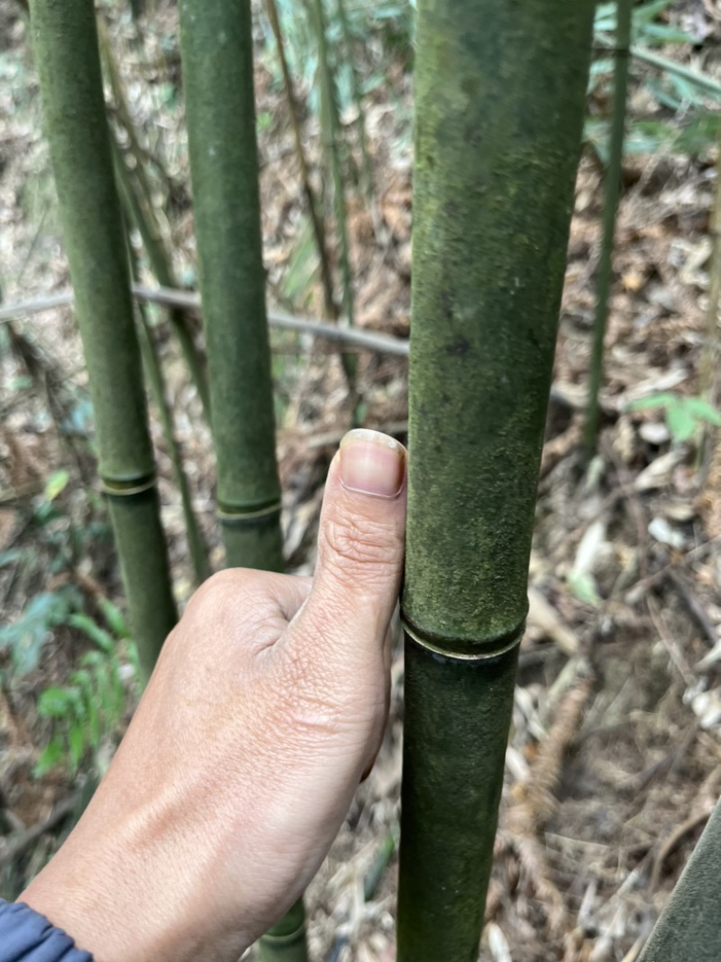 苦竹芦笙笛子专用原材料