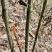 苦竹芦笙笛子专用原材料