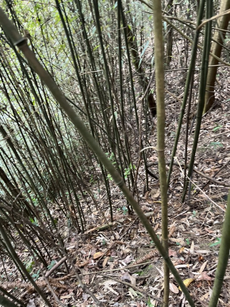 苦竹芦笙笛子专用原材料