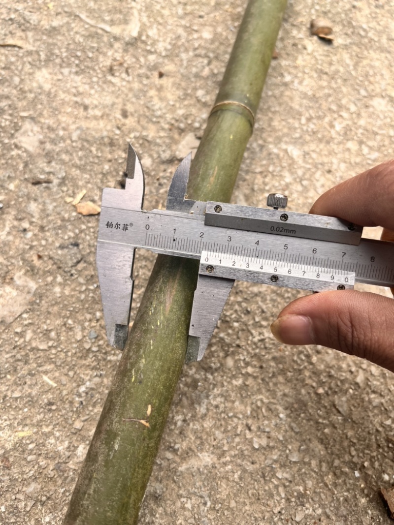 苦竹芦笙笛子专用原材料