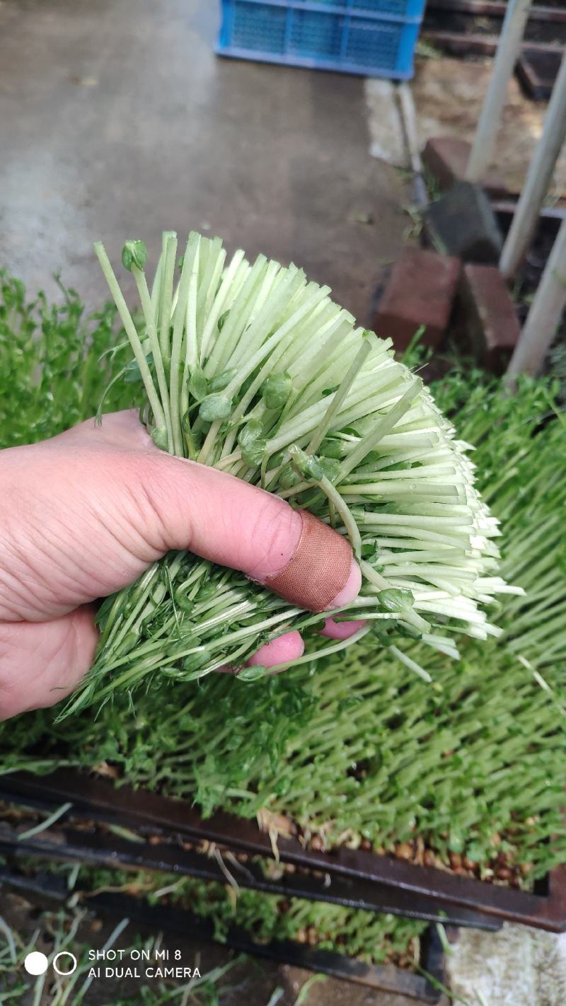 豌豆苗质量有保证坏菜包换