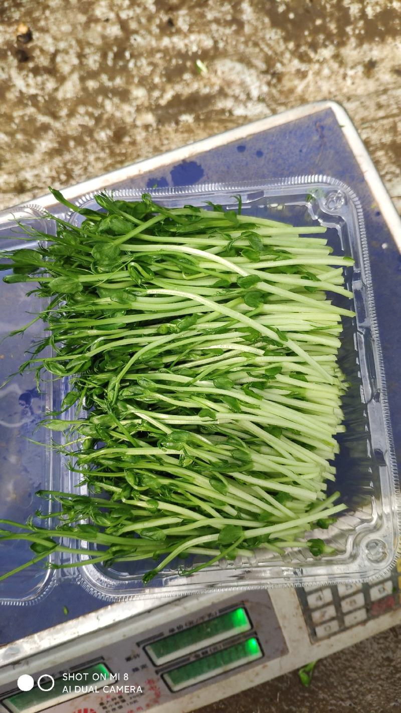 豌豆苗质量有保证坏菜包换