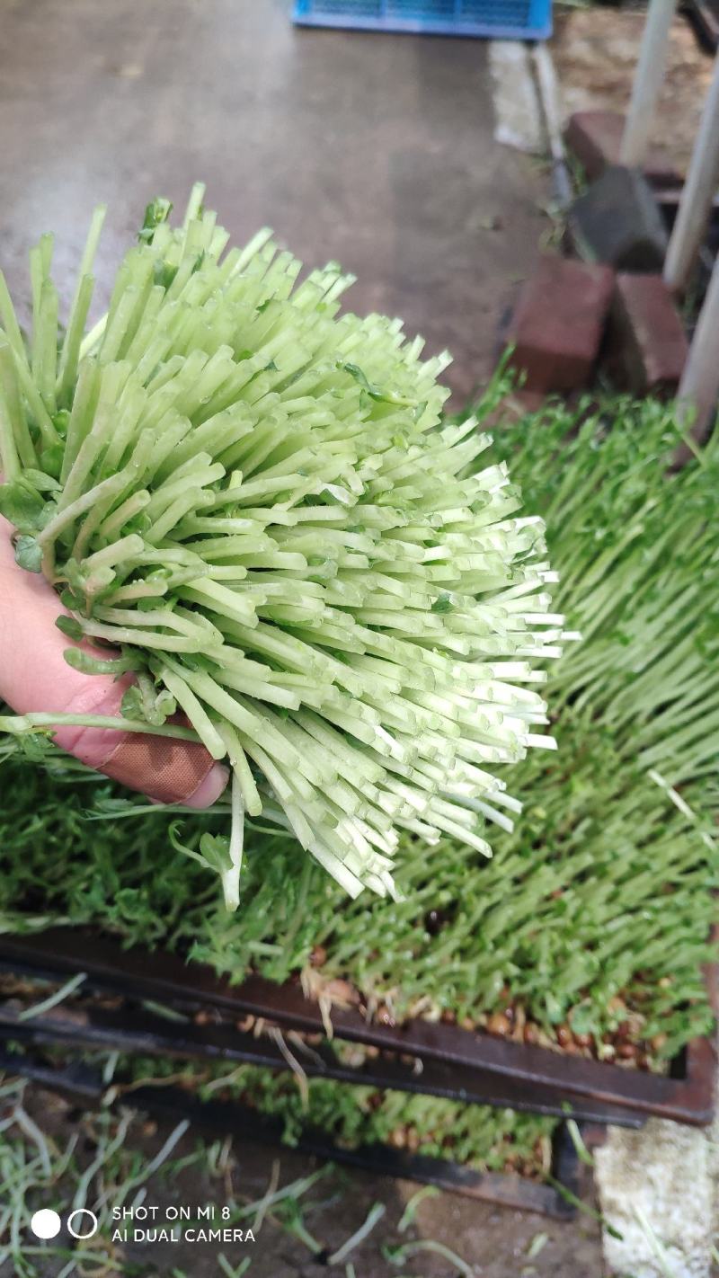 豌豆苗质量有保证坏菜包换