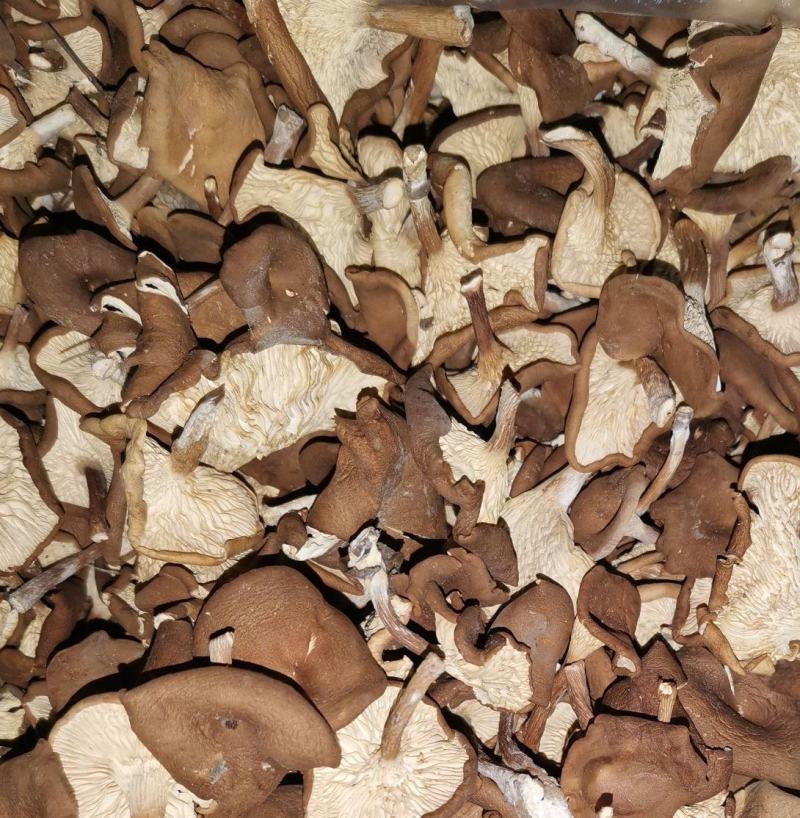小喇叭蘑酒盅蘑草蘑承德塞罕坝特产野生蘑菇干货新货去根