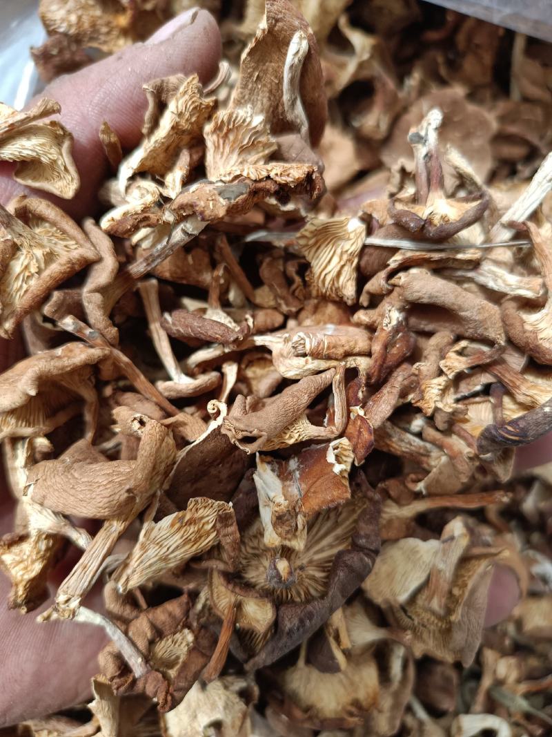 小喇叭蘑酒盅蘑草蘑承德塞罕坝特产野生蘑菇干货新货去根