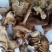 小喇叭蘑酒盅蘑草蘑承德塞罕坝特产野生蘑菇干货新货去根