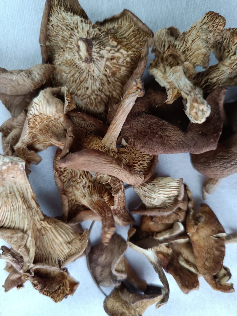 小喇叭蘑酒盅蘑草蘑承德塞罕坝特产野生蘑菇干货新货去根