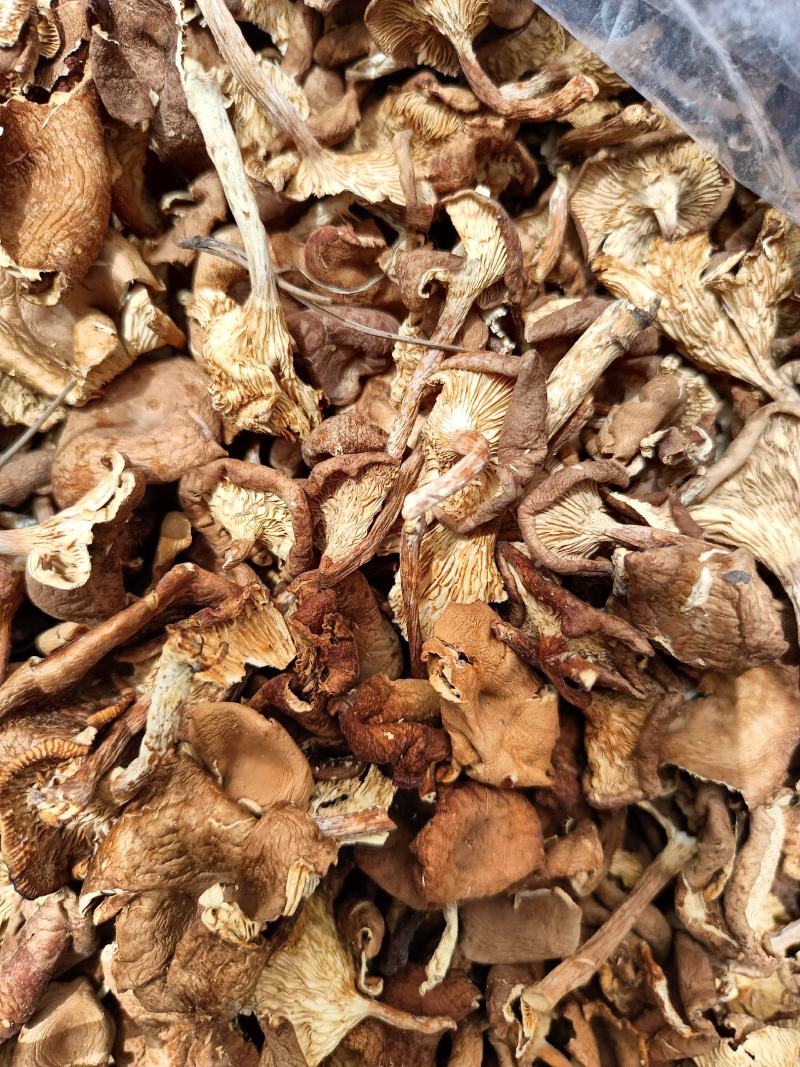 小喇叭蘑酒盅蘑草蘑承德塞罕坝特产野生蘑菇干货新货去根