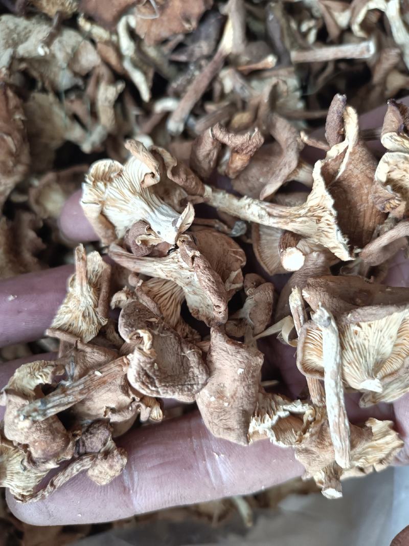 小喇叭蘑酒盅蘑草蘑承德塞罕坝特产野生蘑菇干货新货去根