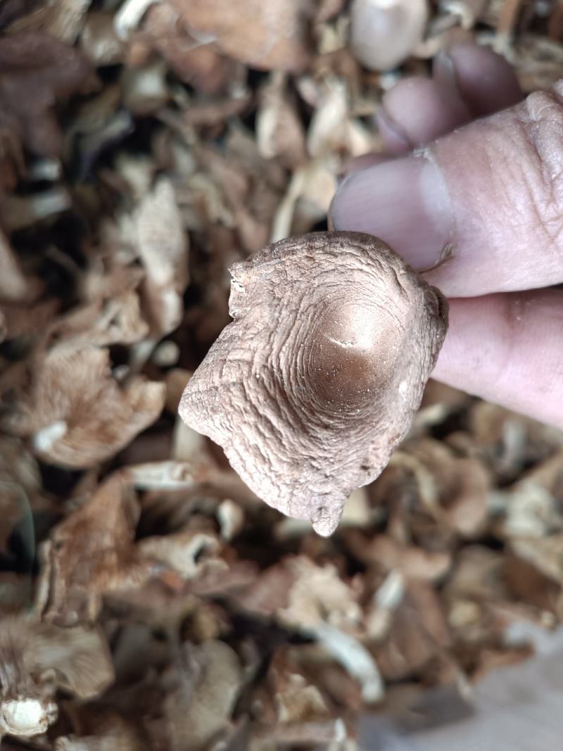 小喇叭蘑酒盅蘑草蘑承德塞罕坝特产野生蘑菇干货新货去根