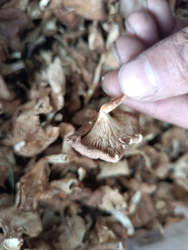 小喇叭蘑酒盅蘑草蘑承德塞罕坝特产野生蘑菇干货新货去根