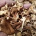 小喇叭蘑酒盅蘑草蘑承德塞罕坝特产野生蘑菇干货新货去根