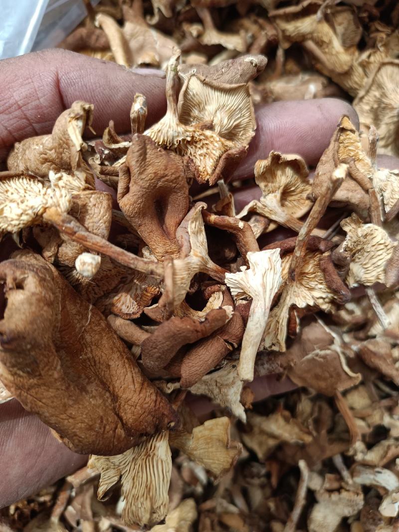 小喇叭蘑酒盅蘑草蘑承德塞罕坝特产野生蘑菇干货新货去根