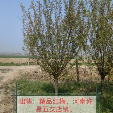 红梅