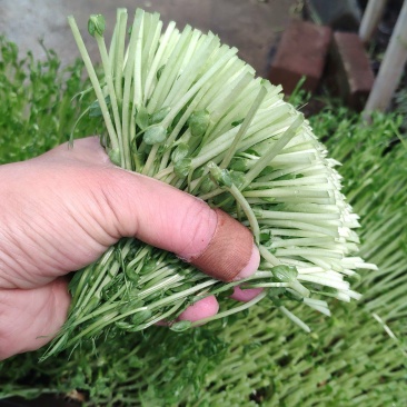 豌豆苗质量有保证坏菜包换