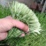 豌豆苗质量有保证坏菜包换