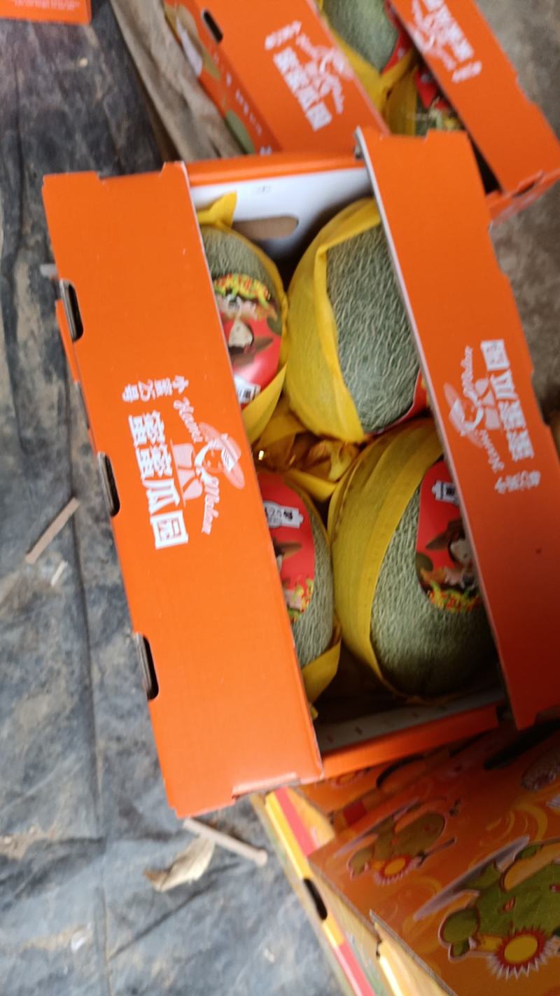 海南小蜜25