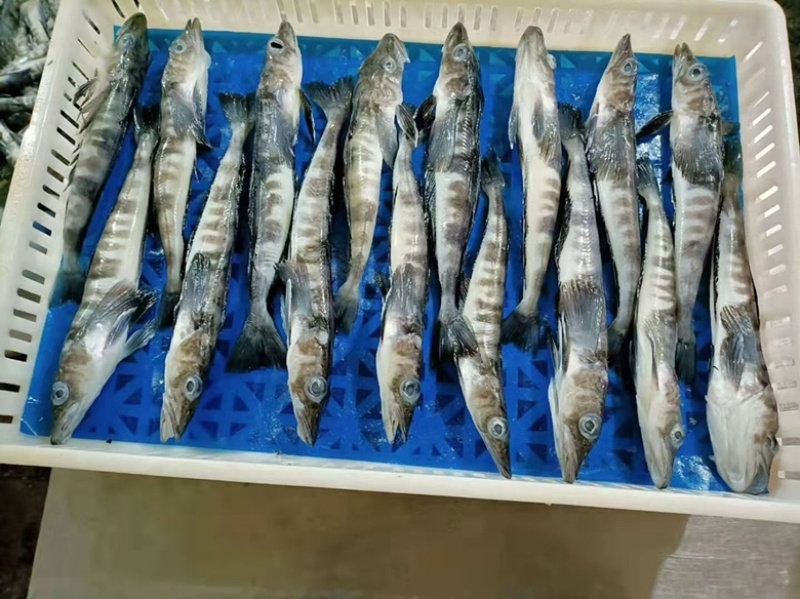 山东南极冰鱼品质保证诚信经营欢迎联系自家工厂货量充足
