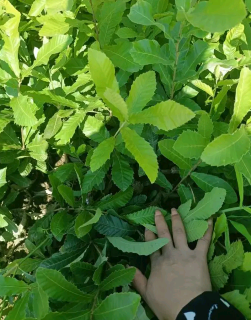 麻栎苗，袋苗