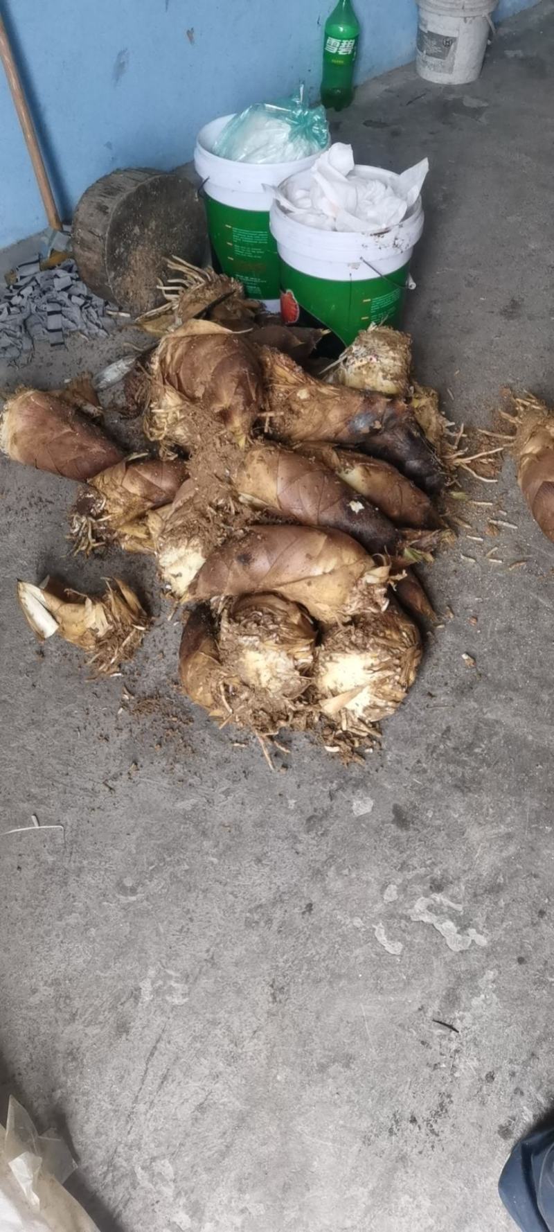 大量新鲜春笋出售